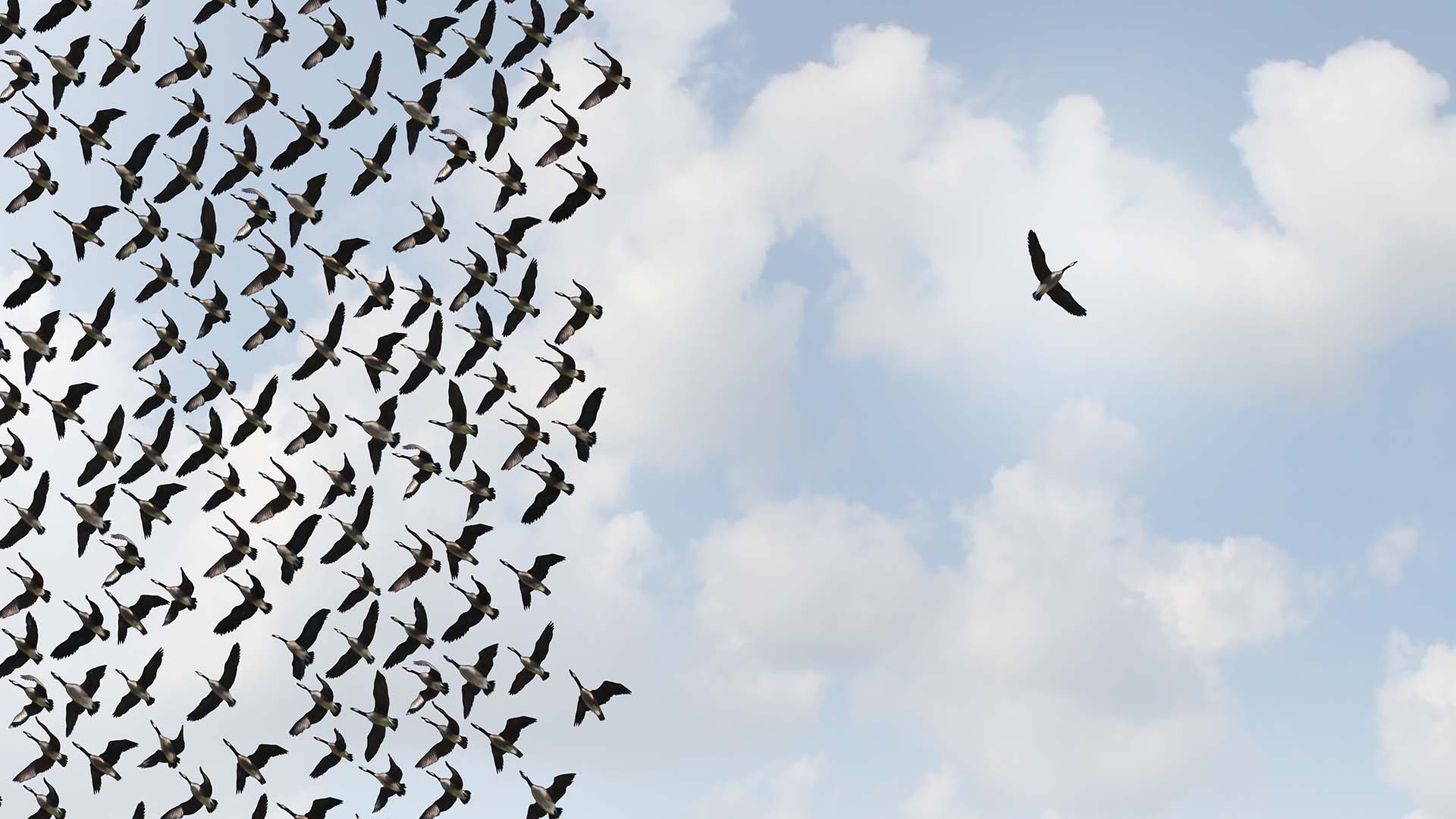 White Paper: Standing Alone or Part of a Bigger Picture? (2016)