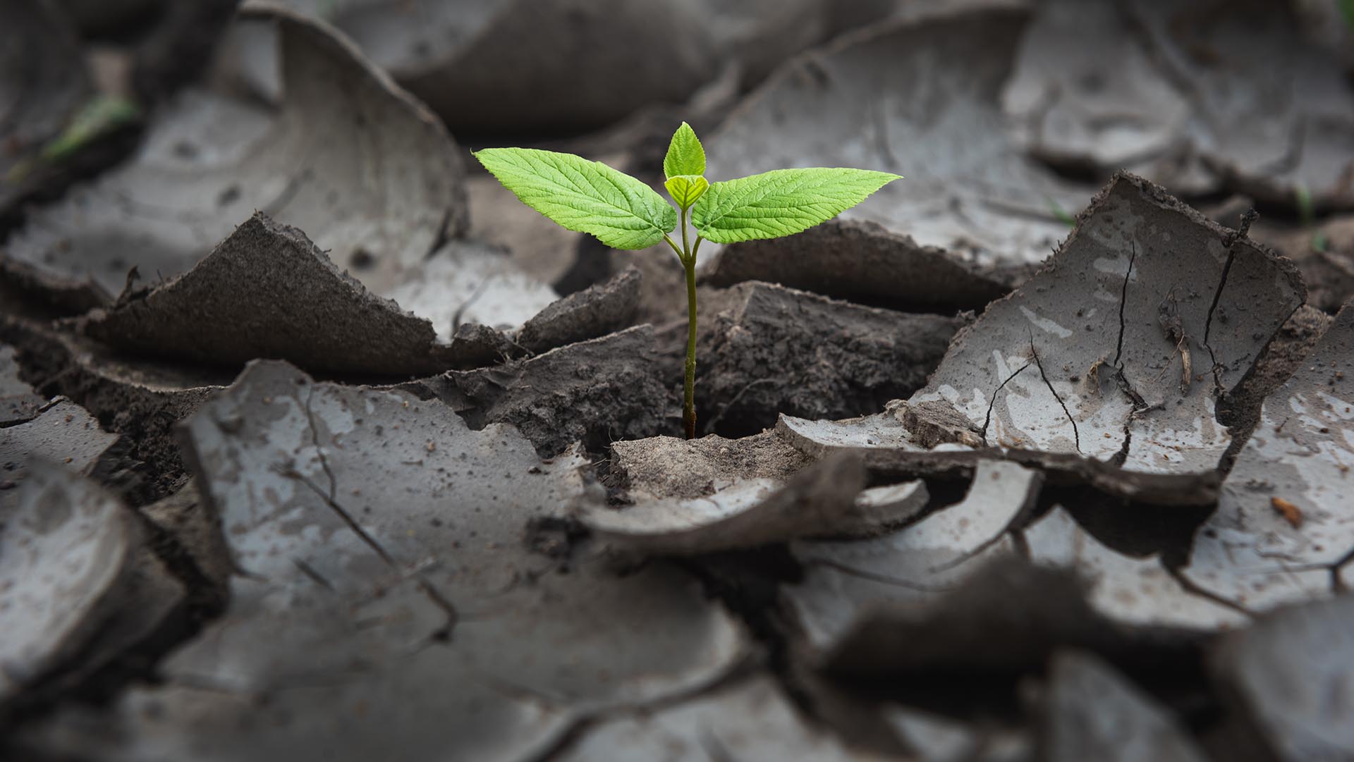 Research Report: Overcoming the Impact of Covid-19 in Field Service (2020)